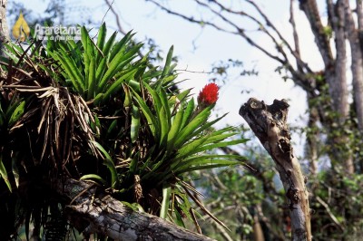 Bromelia 2